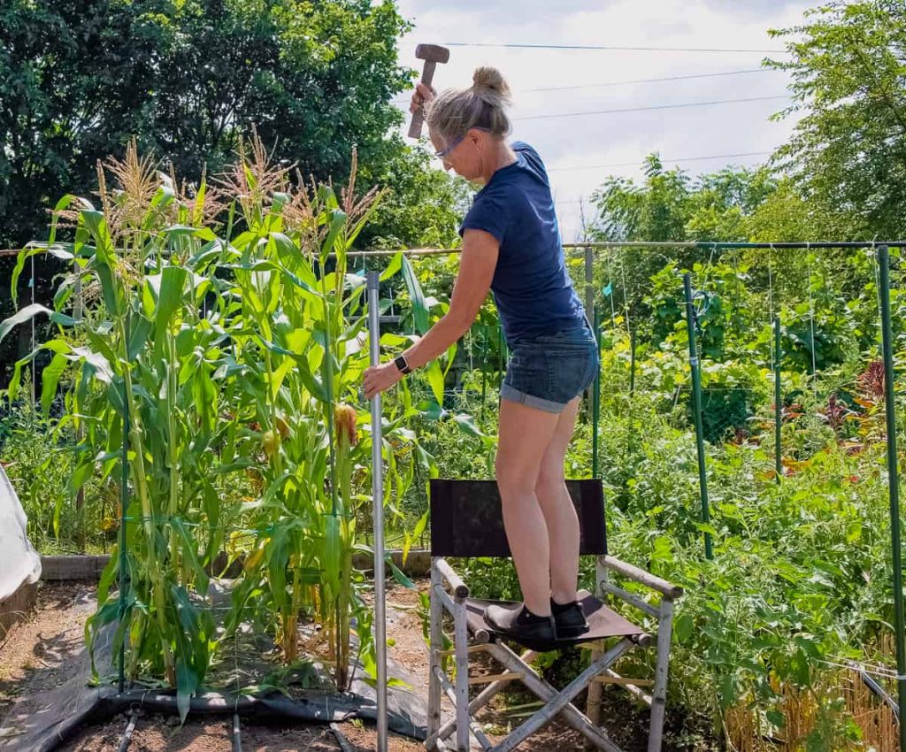 woman standing on a chair to erect an electric fence