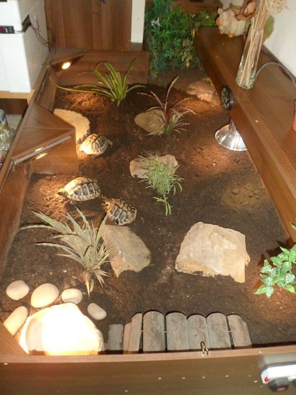 3 tortoises inside s tortoise table with light