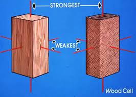 Tension wood