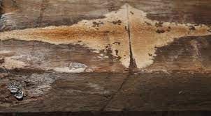Wood rot
