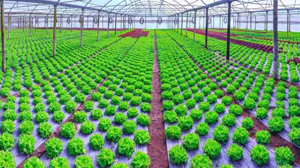 advantages of hydroponics